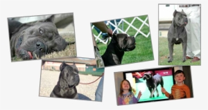 Champion5 - Leonidas The Big Show