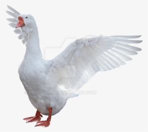 Goose Png Picture - Goose Png