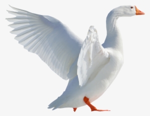 Goose Flying Png Image - Swimming Duck Png