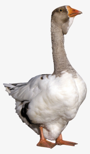 Goose Png Pics - Cuello De Ganso Png