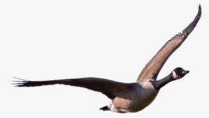 Free Png Goose Png Images Transparent - Canadian Goose Flying Png