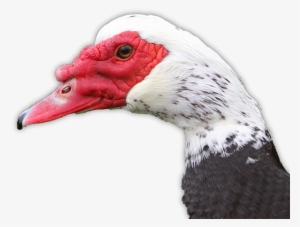 Greg Carlson - - Canvasback Duck