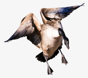 Goose Png - Aves De Capoeira Png