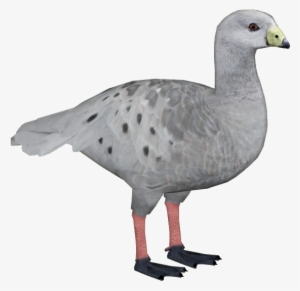 Cape Barren Goose - Wiki
