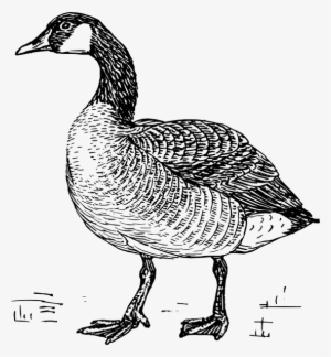Goose Svg Clip Arts 552 X 597 Px