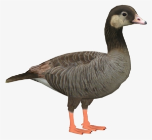Canlag Goose - Duck