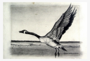 Canadian Goose Pencil Study Drawing - Drawing