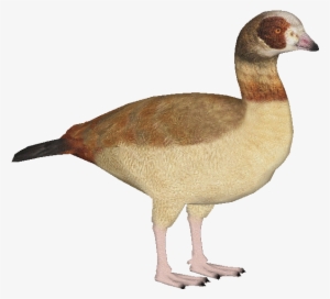 Egyptiangoose - Zt2 Download Library Ducks