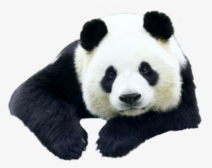 Petsandanimals Animals Animal Panda Pandas Ftestickers - Giant Panda