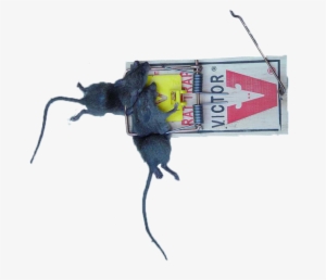 Rat Trap Snitches Beware - Victor Rat Trap