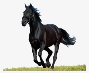 Black Horse Psd Runing - Png Horse