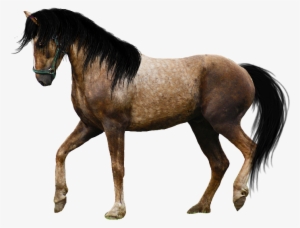 Horse Png Image - Beautiful Horse Png