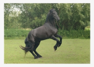Black Horse Rearing