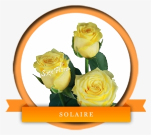 Premium Rose With A Very Big Bloom Solaire Is A Deep - Solarie Roses