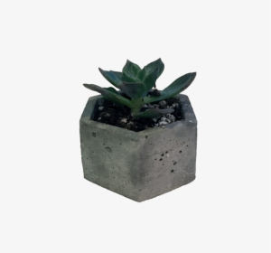 Succulent Png Freeuse Stock - Flowerpot
