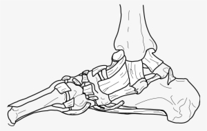 Joint Bone Human Body - Bone