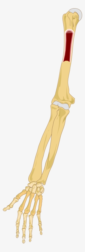 Clipart Black And White File Right Marrow Svg Wikimedia - Bone Marrow In The Arms