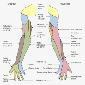 Cutaneous Innervation Of The Right Upper Extremity - Cutaneous ...