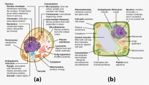 This Illustration Shows A Typical Eukaryotic Animal - Microfilaments In A Plant Cell