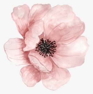Flower Flowers Watercolor Pink Pastel Ftestickers - Transparent Watercolor Flower Png