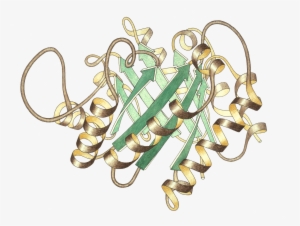 Triosephosphateisomerase Ribbon Pastel Trans - Biological Inorganic Chemistry By Crichton