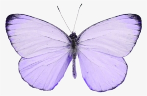 Violet My Butterfly Tumblr - Pink Butterfly Transparent