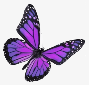 Butterfly Release - Celebrate Me - Lao Tzu Quotes Butterfly