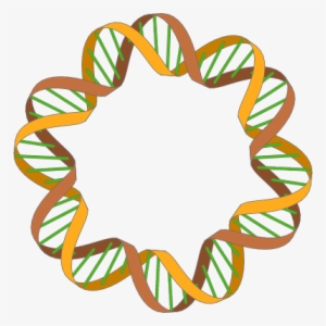 Enter Image Description Here - Dna Double Helix Circle