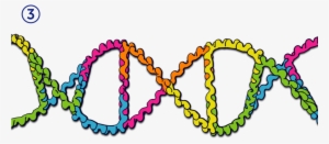 Dna3 - Nucleic Acid Double Helix