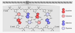 Dna Chemical Structure Diagram Showing How The Double - Dna Bases Chemical Structure