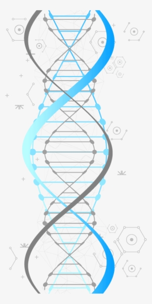 Double Helix Dna - Illustration