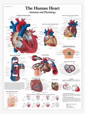 Anatomical Chart - Human Heart - Create Heart Healthy Environment