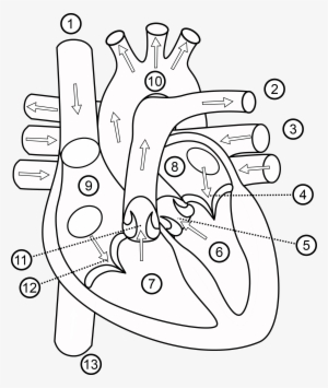 Human Heart Drawing Outline At Getdrawings - Part Of Heart In Hindi