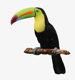 Tucan Costa Rica Png