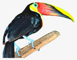 Images Of Student Travel With Tropical Birds - Student