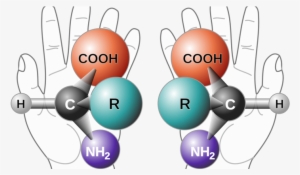 The Reflection You See Is A Right Hand - Superimposed Molecules