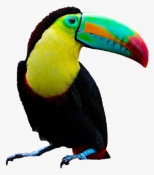 Tucán Real - Teo Rizzardi - Two Of Us