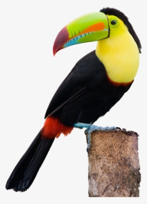 Toucans Clip Free Stock - Toucan Png