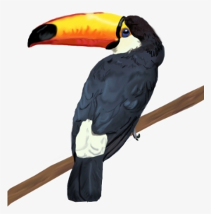 -toco Toucan - - Toucan