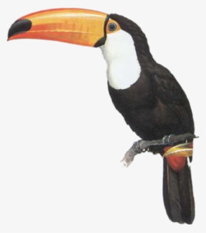 Toucan Png Psd Detail - Toco Toucan