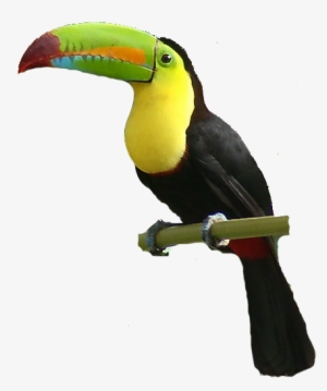 Cpy's Tropical Beach Bash - Beach