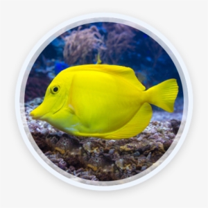 30 Jul 2016 - Coral Reef Fish