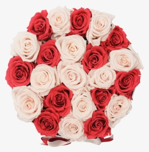 Orb Deluxe Pink And Light Pink Checkered Roses - Rose