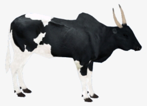 Madagascarzebu1 - Zoo Tycoon 2 Angus Cattle