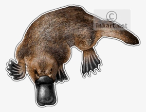 Duck-billed Platypus Decal - Duck Billed Platypus Png