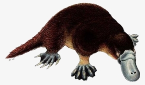 Platypus - Platypus Facts