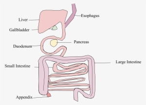 Open - Platypus Digestive System