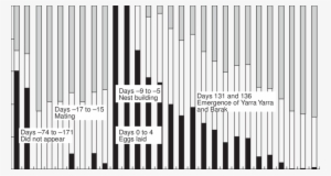 Amount Of Time The Female Platypus Koorina Spent In - Illustration