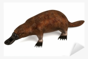 Ornitorrinco