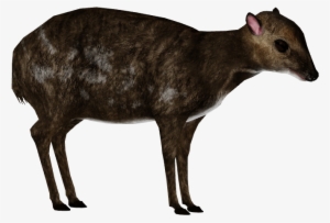 Indian Spotted Chevrotain 1 - Wiki